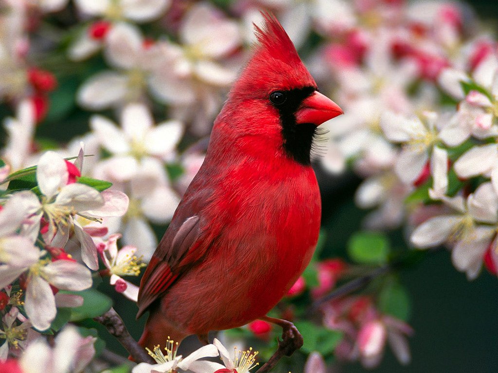 Northern Cardinal